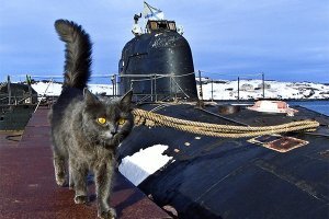 Как кошки принимали участие в войне