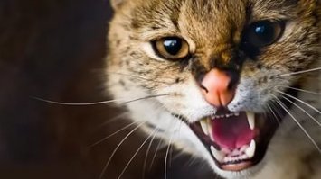 да чего на ужин обращать внимание .. пока время обеда, до ужина ещё далеко.