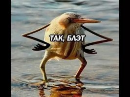 Попугаю не понравилось, что его застукали, когда он точил клюв 