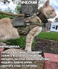 Как кошки принимали участие в войне