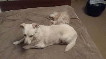 Мои подобрашки. Пёс ИЗ помойки, кот из подвала. Мало того, что оба совершенно случайно схожи по масти, так оба подобраны 10 ноября: пёс 13 лет назад, кошак 3 года тому. Ветеринары, после осмотра, каждый раз говорили, что родились по всему в первые дни сентября - условно считаем, что 3-го числа.