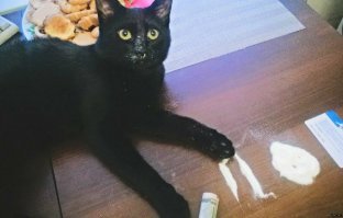 Высоко сижу - далеко гляжу:  кот сидящий на вершине электрического столба