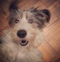 А это моя семейка. Буська и Дракот из приюта, а Тигра - с улицы