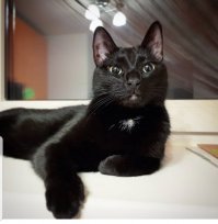 А это моя семейка. Буська и Дракот из приюта, а Тигра - с улицы