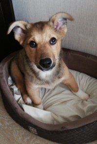 А мы забрали из приюта вот это чудо по имени Лёлик 25 февраля!