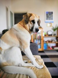 Вот наше домашнее дебилище. Подобрали четыре года тому назад с улицы. Ей тогда было шесть месеца   месяц. По видимому еë выбросили, так как не чистой породы. Дома ведëт себя как душечка, на улице не очень.