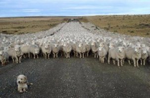 Задумались о своём... овечном....