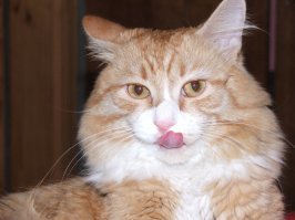 Я недавно своего кота похоронил, 15 лет и 2 месяца прожил. Рубил топором мерзлую землю, а сам ревел, не думал что так тяжело будет. Вот он в расцвете сил и на закате.