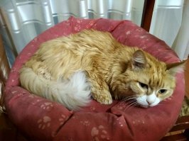 Я недавно своего кота похоронил, 15 лет и 2 месяца прожил. Рубил топором мерзлую землю, а сам ревел, не думал что так тяжело будет. Вот он в расцвете сил и на закате.