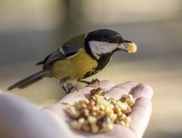 Британская домохозяйка уже 10 лет подкармливает барсуков