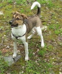 наш бархунд :) Взят не из приюта, но детство у него было тяжелым 
То что корм нужно жевать, а не заглатывать его целиком со скоростью промышленного пылесоса поняли только к полутора годам