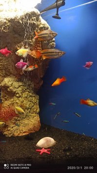 у меня тоже фосфорные тернеции и тоже без всякого ультрафиолета)))