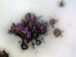 Во дворе у моих родителей весна всегда приходит очень рано. Мама бережно разводит крокусы.