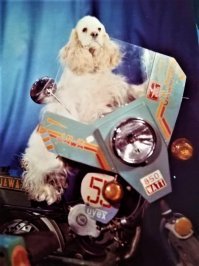 Собачья фотовсячина