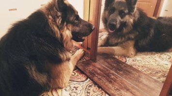 Своего натаскал. Давит их за минут 5-10. Ты главное прививки делай если шавка укусит все таки.