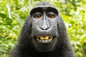 Может обезьяна хотела сделать селфи вроде этого