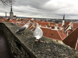 Ты злобный лжец. Из чего вытекает это твоё "дааа..."? Таллин - замечательный европейский город, который, судя по фото выше, очень похорошел со времён СССР. Я там в октябре был - а ты? 
Фото необработанные, горизонт зОвален, вертикальные фото Фишки вертят, поэтому что есть -