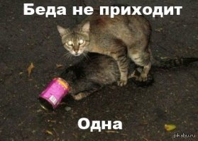 Застрявшие коты
