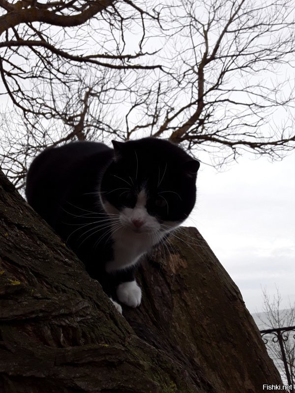 Всё заграница... А у нас в России есть город котов. И чего то тут он даже не упомянут. Но вот теперь знайте, что Зеленоградск-город котов. Есть "Мурариум"- музей кошек. И есть даже свой котошеф!