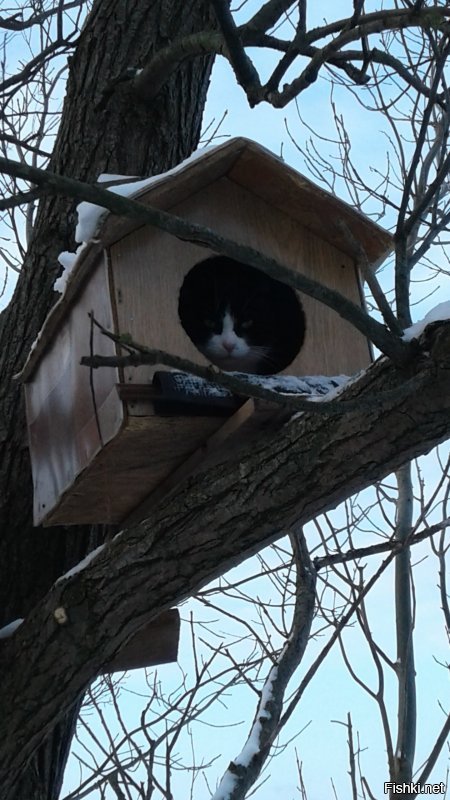 Всё заграница... А у нас в России есть город котов. И чего то тут он даже не упомянут. Но вот теперь знайте, что Зеленоградск-город котов. Есть "Мурариум"- музей кошек. И есть даже свой котошеф!