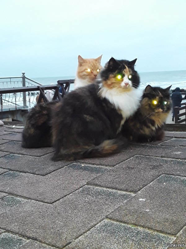 Всё заграница... А у нас в России есть город котов. И чего то тут он даже не упомянут. Но вот теперь знайте, что Зеленоградск-город котов. Есть "Мурариум"- музей кошек. И есть даже свой котошеф!