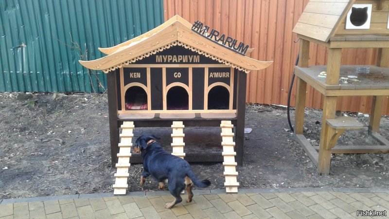 Всё заграница... А у нас в России есть город котов. И чего то тут он даже не упомянут. Но вот теперь знайте, что Зеленоградск-город котов. Есть "Мурариум"- музей кошек. И есть даже свой котошеф!