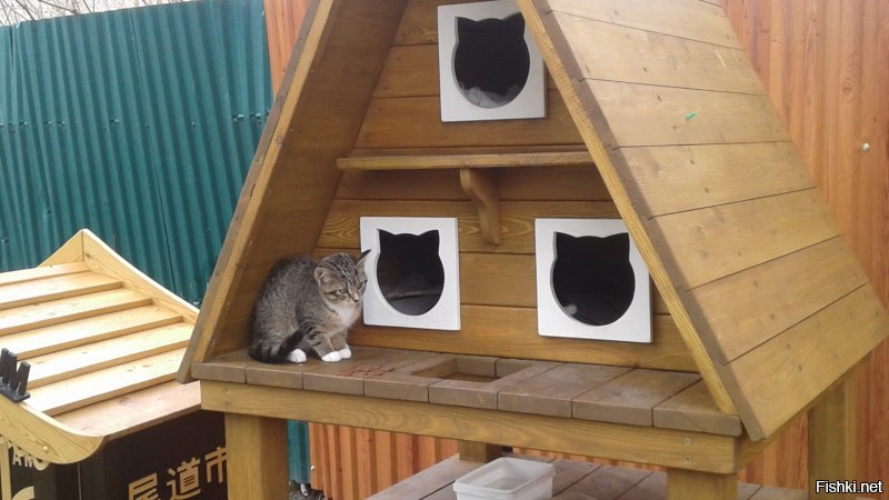 Всё заграница... А у нас в России есть город котов. И чего то тут он даже не упомянут. Но вот теперь знайте, что Зеленоградск-город котов. Есть "Мурариум"- музей кошек. И есть даже свой котошеф!