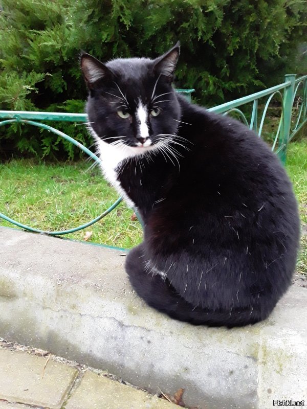 Всё заграница... А у нас в России есть город котов. И чего то тут он даже не упомянут. Но вот теперь знайте, что Зеленоградск-город котов. Есть "Мурариум"- музей кошек. И есть даже свой котошеф!