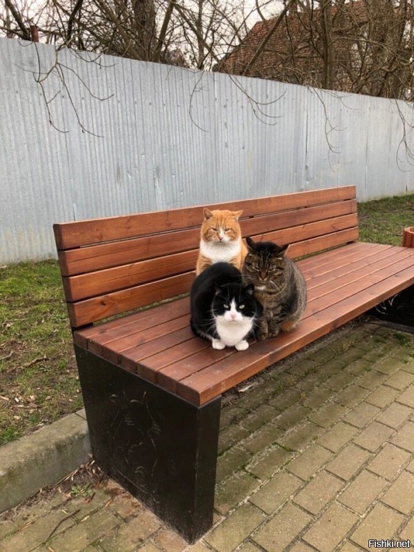 Всё заграница... А у нас в России есть город котов. И чего то тут он даже не упомянут. Но вот теперь знайте, что Зеленоградск-город котов. Есть "Мурариум"- музей кошек. И есть даже свой котошеф!