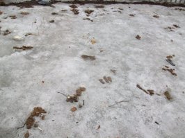 Главные подснежники мира всего.