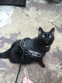 Никогда ещё Штирлиц не был так близок к провалу.