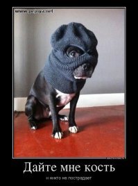 Коты-драчуны напугали спящего пса