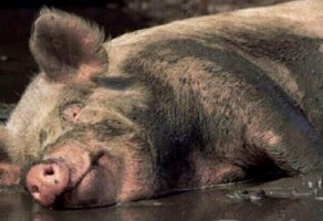 Детишки выросли. 
"  А вы были ребёночком… И такая маленькая-маленькая… Розовенькая-розовенькая… Пухленькая-пухленькая, как поросеночек… И вот этот поросеночек рос, рос и выросла такая большая…
  Что выросло?!
  Ну, что выросло, то выросло, теперь уж не вернёшь…"