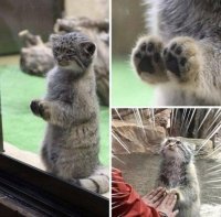 погладь манула)))))))