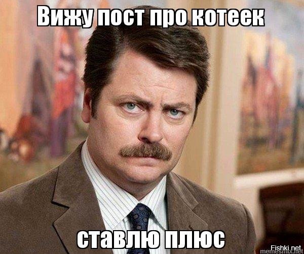 Коты