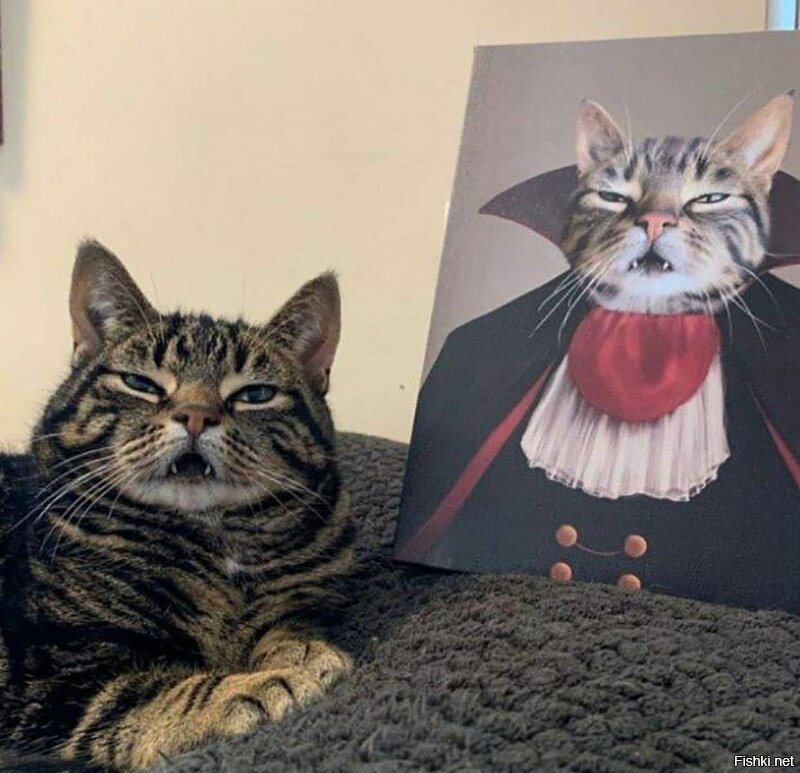 Коты