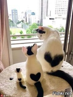 Коты