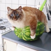 Коты