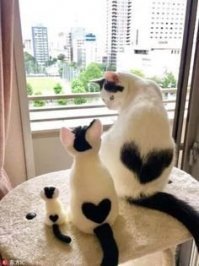 Коты