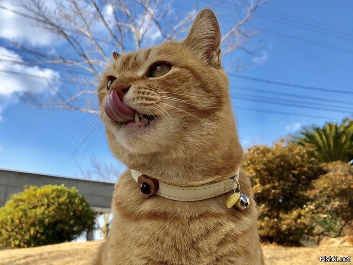 котосветофора не хватает )))
и японских котов-побратимов в ошейниках с янтарем