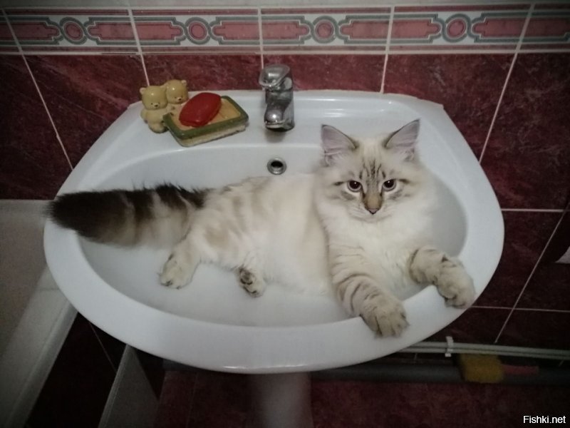 Мои мальчишки)