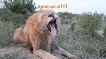 Юмор