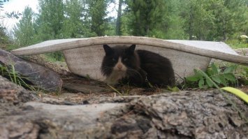 У меня 2 котейки и я даже никогда не задумывался, что они чем-то больны (хотя обе взяты с улицы)... Вообще не понимаю смысла смотреть на такое, особенно если не заразно для человека...