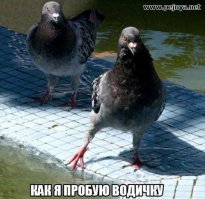 Голуби в салоне помешали взлететь самолёту