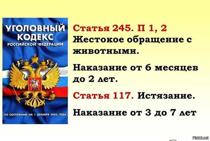В Смоленске волонтеры пытаются спасти кошку, в которую живодер выстрелил 20 раз