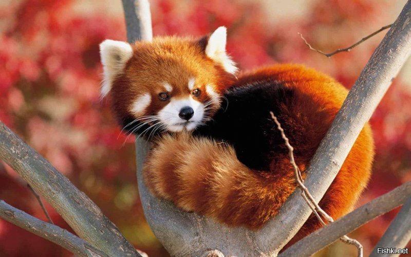 Животное на логотипе Firefox не лисица! а панда  =)))