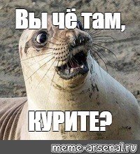 Ладушки с водолазом: нерпа вылезла из проруби, поигралась и отправилась восвояси