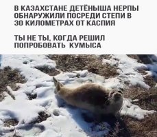 Ладушки с водолазом: нерпа вылезла из проруби, поигралась и отправилась восвояси