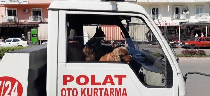 Собаки
Эвакуаки