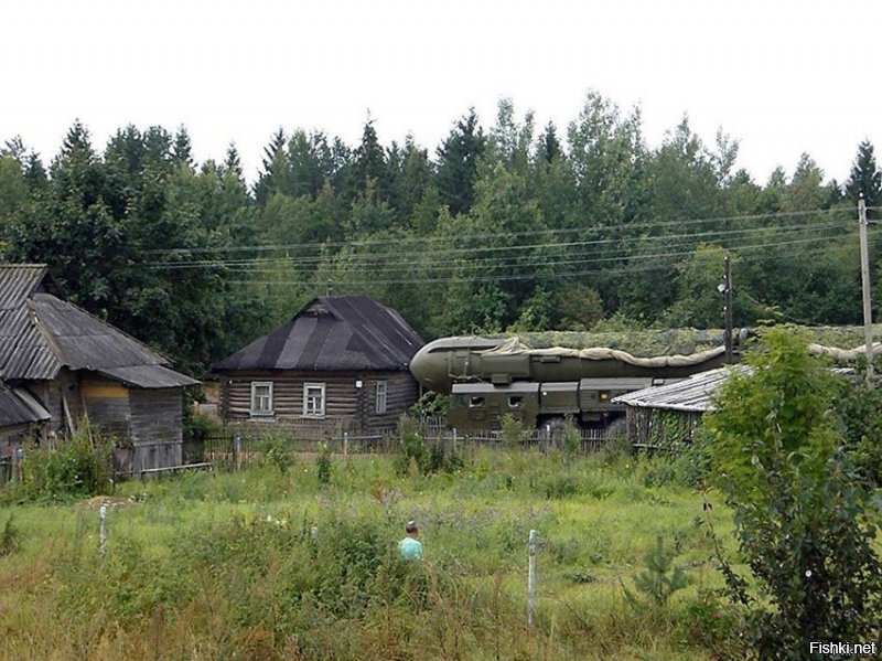 Тополь в деревне